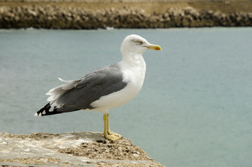 Gaviota