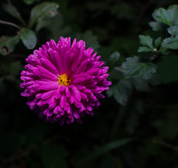 Obraz premium Michaelmas daisies (botanical name: Aster novi-belgii or Symphyo