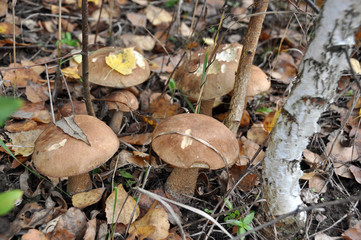 Brown cap boletus mushroom in the autumn forest