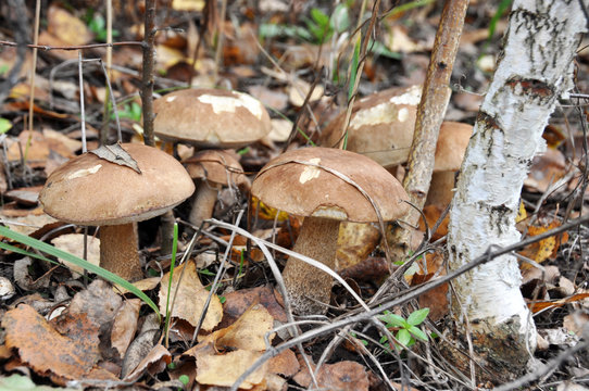 Brown cap boletus mushroom in the autumn forest