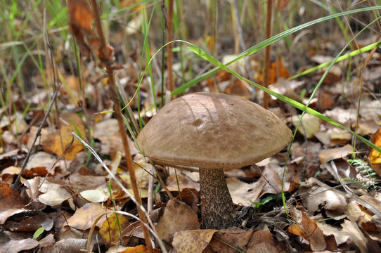 Brown cap boletus mushroom in the autumn forest Brown cap boletu