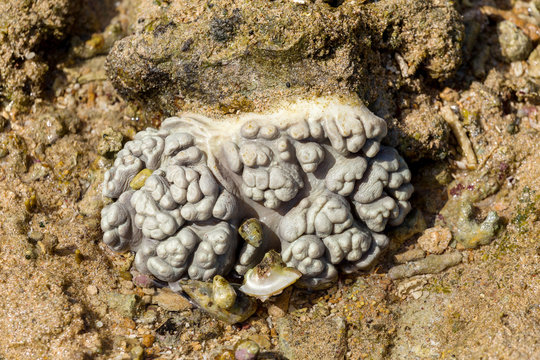 brain coral in low tide, indonesia