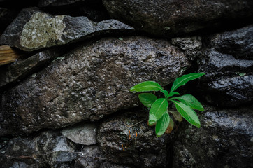 Grüne Pflanze mit Blättern sprießt aus einer Steinwand