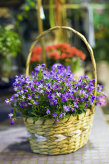 Naklejka premium Basket of flowers. Small purple and blue decorative flowers. Decoration and design. Decorations of flowers. Flower shop. Rural still life.