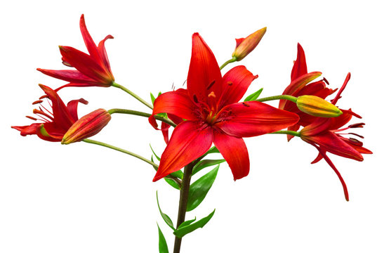 Bouquet of Lilies red flowers