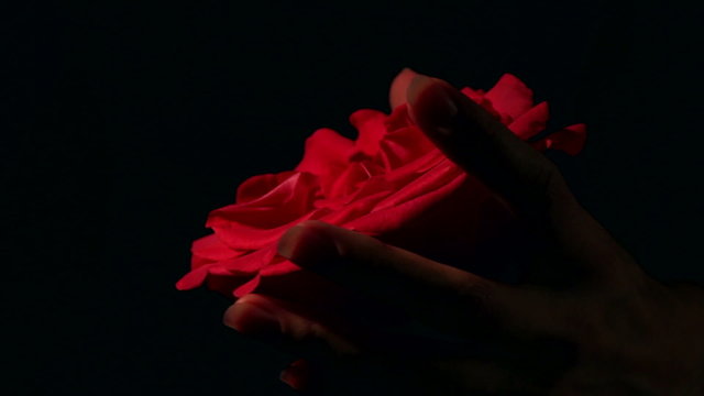 Female hand strangling red rose. Violent killing beauty.