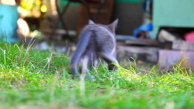  cats playing on farm garden summer grass