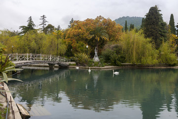Fototapeta na wymiar white swan (Cygnus olor) in the pond 
