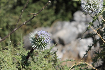 
Plants in The ruins of ancient city Priene in Turkey