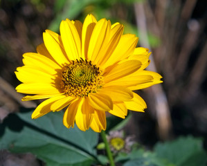 Gelbe Gerbera