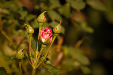 Closeup of a blooming rose