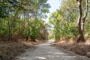 Chemin sablonneux sous couvert d'arbres en forêt