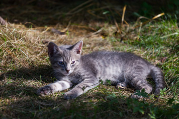 Naklejka na ściany i meble Small kittens resting outdoors at summer day