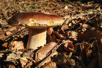 Beautiful mushroom in a sunny leafy forest