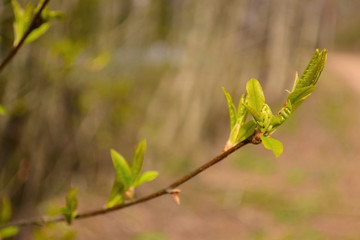 Unfolding buds and fresh leaves on thin tree branch