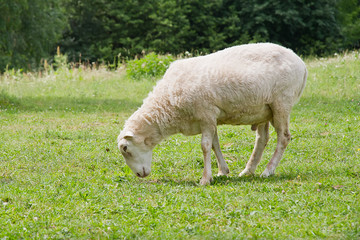 Obraz na płótnie Canvas White hornless ram eating grass