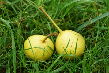 Naklejka na ściany i meble Two pears lie on the grass.
