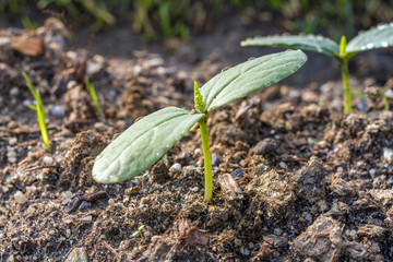 Green sprout growing from the ground