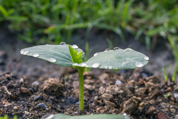 Green sprout growing from the ground