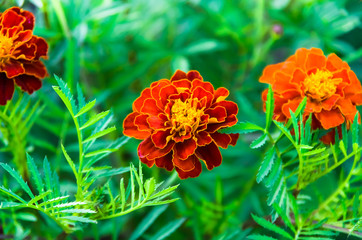 Very beautiful Marigolds