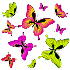 butterflies design