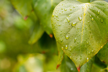 Dew in the forest