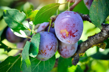 Growing blue plums