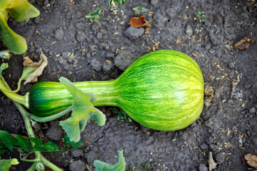Pumpkin shaped bottles grows in the garden