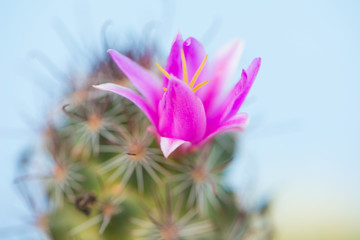 Closed up Cactus With Pink Flower