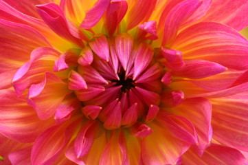 Macro of pink flower aster