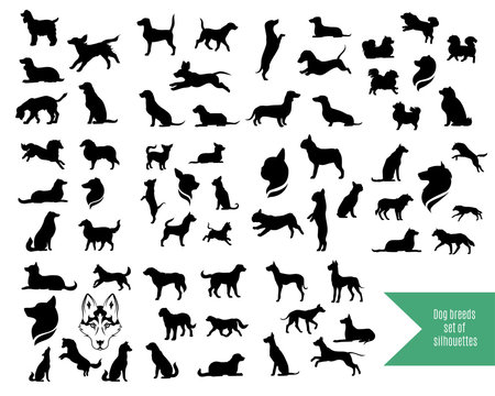 The big set of dog breeds silhouettes