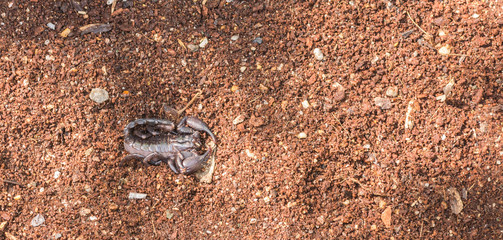 scorpion
