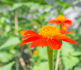 Mexican sunflower