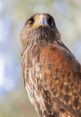royal falcon