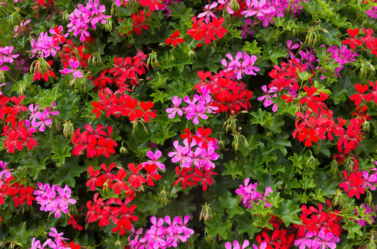 blooming flowers background