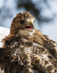 royal falcon
