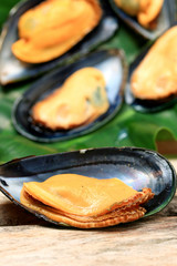 big mussel