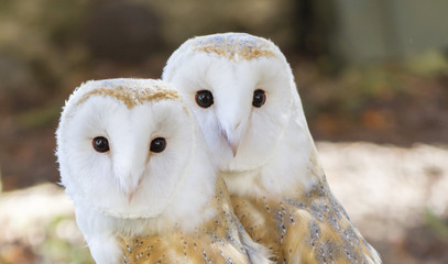 two owls friends