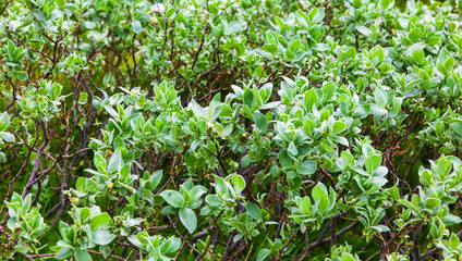 The typical summer landscape detail of Iceland