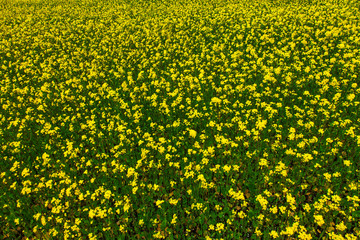 Icelandic meadow grass and flowers