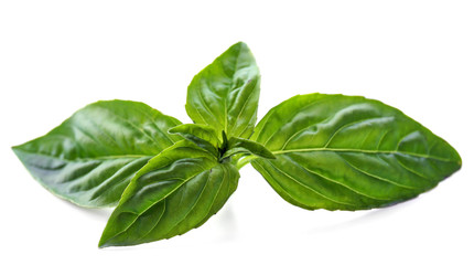 Green fresh basil isolated in white