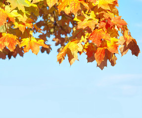 Blaetter in Herbstfaerbung an blauem Himmel