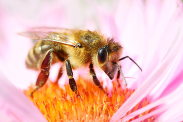 The European honey bee (Apis mellifera) pollinating of The Aster.