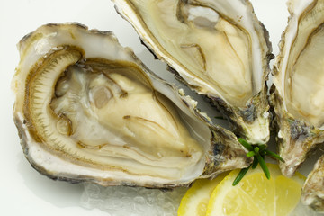 Opened oysters with lemon on ice