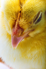 Little yellow chick