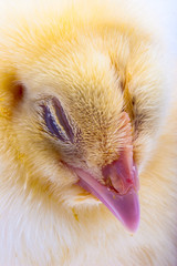 Little yellow chick