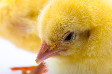 Little yellow chick