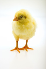 Little yellow chick