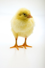 Little yellow chick