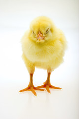 Little yellow chick